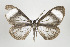  (Myrmecophantes albifascia - ID 17446)  @14 [ ] Copyright (2010) Unspecified Institut fuer Spezielle Zoologie und Evolutionsbiologie, Friedrich-Schiller Universitat Jena