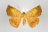  (Cratoptera vestianaria - ID 17486)  @14 [ ] Copyright (2010) Unspecified Institut fuer Spezielle Zoologie und Evolutionsbiologie, Friedrich-Schiller Universitat Jena
