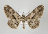  (Iridopsis anaisaria - ID 17510)  @15 [ ] Copyright (2010) Unspecified Institut fuer Spezielle Zoologie und Evolutionsbiologie, Friedrich-Schiller Universitat Jena