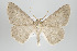  (Neodora nr. glaucularia - ID 15920)  @14 [ ] Copyright (2010) Unspecified Institut fuer Spezielle Zoologie und Evolutionsbiologie, Friedrich-Schiller Universitat Jena
