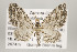  (Eupithecia rubellicincta group - ID 16148)  @15 [ ] Copyright (2010) Gunnar Brehm Institut fuer Spezielle Zoologie und Evolutionsbiologie, Friedrich-Schiller Universitat Jena