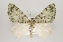  (Hydriomena ranuncula - ID 16208)  @14 [ ] Copyright (2010) Gunnar Brehm Institut fuer Spezielle Zoologie und Evolutionsbiologie, Friedrich-Schiller Universitat Jena