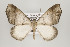  (Mychonia galanata - ID 16228)  @15 [ ] Copyright (2010) Gunnar Brehm Institut fuer Spezielle Zoologie und Evolutionsbiologie, Friedrich-Schiller Universitat Jena