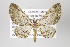  (Eupithecia pallidicosta - ID 16322)  @15 [ ] Copyright (2010) Gunnar Brehm Institut fuer Spezielle Zoologie und Evolutionsbiologie, Friedrich-Schiller Universitat Jena