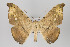  (Oxydia platypterata group - ID 16365)  @15 [ ] Copyright (2010) Gunnar Brehm Institut fuer Spezielle Zoologie und Evolutionsbiologie, Friedrich-Schiller Universitat Jena