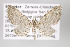  (Eupithecia nr. madura - ID 16387)  @15 [ ] Copyright (2010) Gunnar Brehm Institut fuer Spezielle Zoologie und Evolutionsbiologie, Friedrich-Schiller Universitat Jena