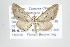  (Eupithecia higa - ID 17791)  @14 [ ] Copyright (2010) Unspecified Institut fuer Spezielle Zoologie und Evolutionsbiologie, Friedrich-Schiller Universitat Jena