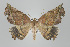  (Phyllodonta flabellaria group - ID 17827)  @15 [ ] Copyright (2010) Unspecified Institut fuer Spezielle Zoologie und Evolutionsbiologie, Friedrich-Schiller Universitat Jena
