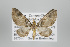  (Eupithecia cupreata - ID 17840)  @14 [ ] Copyright (2010) Unspecified Institut fuer Spezielle Zoologie und Evolutionsbiologie, Friedrich-Schiller Universitat Jena