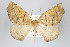  (Eusarca bogotata - ID 17876)  @15 [ ] Copyright (2010) Unspecified Institut fuer Spezielle Zoologie und Evolutionsbiologie, Friedrich-Schiller Universitat Jena