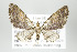  (Eupithecia disformata - ID 17891)  @15 [ ] Copyright (2010) Unspecified Institut fuer Spezielle Zoologie und Evolutionsbiologie, Friedrich-Schiller Universitat Jena