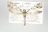  (Eupithecia drastica - ID 17925)  @14 [ ] Copyright (2010) Unspecified Institut fuer Spezielle Zoologie und Evolutionsbiologie, Friedrich-Schiller Universitat Jena