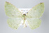  (Perusia viridis - ID 17959)  @14 [ ] Copyright (2010) Unspecified Institut fuer Spezielle Zoologie und Evolutionsbiologie, Friedrich-Schiller Universitat Jena