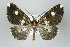  (Melanoscia felina - ID 17991)  @15 [ ] Copyright (2010) Unspecified Institut fuer Spezielle Zoologie und Evolutionsbiologie, Friedrich-Schiller Universitat Jena