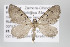  (Eupithecia trigenuata group - ID 15688)  @15 [ ] Copyright (2010) Gunnar Brehm Institut fuer Spezielle Zoologie und Evolutionsbiologie, Friedrich-Schiller Universitat Jena
