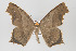  (Eutomopepla - ID 16460)  @15 [ ] Copyright (2010) Gunnar Brehm Institut fuer Spezielle Zoologie und Evolutionsbiologie, Friedrich-Schiller Universitat Jena