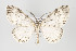  (Fulgurodes panopea - ID 16465)  @15 [ ] Copyright (2010) Gunnar Brehm Institut fuer Spezielle Zoologie und Evolutionsbiologie, Friedrich-Schiller Universitat Jena
