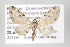  (Eupithecia hilaris - ID 16476)  @13 [ ] Copyright (2010) Gunnar Brehm Institut fuer Spezielle Zoologie und Evolutionsbiologie, Friedrich-Schiller Universitat Jena