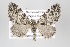  (Eupithecia nr. contexta - ID 16487)  @14 [ ] Copyright (2010) Gunnar Brehm Institut fuer Spezielle Zoologie und Evolutionsbiologie, Friedrich-Schiller Universitat Jena