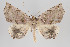  (Phyllodonta semicava - ID 16688)  @15 [ ] Copyright (2010) Gunnar Brehm Institut fuer Spezielle Zoologie und Evolutionsbiologie, Friedrich-Schiller Universitat Jena