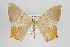  (Phrygionis flavilimes - ID 16696)  @14 [ ] Copyright (2010) Gunnar Brehm Institut fuer Spezielle Zoologie und Evolutionsbiologie, Friedrich-Schiller Universitat Jena