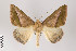  (Bassania - ID 22005)  @15 [ ] Copyright (2011) Gunnar Brehm Institut fuer Spezielle Zoologie und Evolutionsbiologie, Friedrich-Schiller Universitat Jena