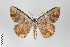  (Oenoptila violacearia group - ID 22166)  @15 [ ] Copyright (2011) Gunnar Brehm Institut fuer Spezielle Zoologie und Evolutionsbiologie, Friedrich-Schiller Universitat Jena