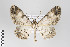  (Iridopsis nr. subnigrata - ID 22177)  @15 [ ] Copyright (2011) Gunnar Brehm Institut fuer Spezielle Zoologie und Evolutionsbiologie, Friedrich-Schiller Universitat Jena