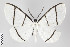  (Carpella aequidistans - ID 22341)  @14 [ ] Copyright (2011) Gunnar Brehm Institut fuer Spezielle Zoologie und Evolutionsbiologie, Friedrich-Schiller Universitat Jena
