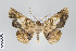  (Acrotomodes ingridae - ID 22358)  @15 [ ] Copyright (2011) Gunnar Brehm Institut fuer Spezielle Zoologie und Evolutionsbiologie, Friedrich-Schiller Universitat Jena