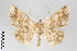  (Isochromodes polvoreata group - ID 22475)  @15 [ ] Copyright (2011) Gunnar Brehm Institut fuer Spezielle Zoologie und Evolutionsbiologie, Friedrich-Schiller Universitat Jena