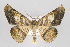  (Acrotomodes clota - ID 15010)  @13 [ ] Copyright (2011) Gunnar Brehm Institut fuer Spezielle Zoologie und Evolutionsbiologie, Friedrich-Schiller Universitat Jena