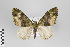  (Xanthorhoe tricolorata - ID 18537)  @12 [ ] Copyright (2011) Gunnar Brehm Institut fuer Spezielle Zoologie und Evolutionsbiologie, Friedrich-Schiller Universitat Jena