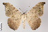  (Oxydia masthala - ID 22762)  @15 [ ] Copyright (2011) Gunnar Brehm Institut fuer Spezielle Zoologie und Evolutionsbiologie, Friedrich-Schiller Universitat Jena