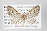  (Eupithecia nr. rubellicincta - ID 15102)  @15 [ ] Copyright (2013) Gunnar Brehm Institut fuer Spezielle Zoologie und Evolutionsbiologie, Friedrich-Schiller Universität Jena