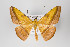  (Pyrinia coecaria - ID 18701)  @15 [ ] Copyright (2013) Gunnar Brehm Institut fuer Spezielle Zoologie und Evolutionsbiologie, Friedrich-Schiller Universität Jena