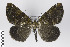  (Paradoxodes subalbata - ID 18795)  @14 [ ] Copyright (2013) Gunnar Brehm Institut fuer Spezielle Zoologie und Evolutionsbiologie, Friedrich-Schiller Universität Jena