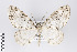  (Nephodia clara - ID 18974)  @15 [ ] Copyright (2013) Gunnar Brehm Institut fuer Spezielle Zoologie und Evolutionsbiologie, Friedrich-Schiller Universität Jena