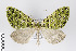  (Cirrolygris nr. cecilia - ID 19133)  @15 [ ] Copyright (2013) Gunnar Brehm Institut fuer Spezielle Zoologie und Evolutionsbiologie, Friedrich-Schiller Universität Jena