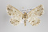  (Bryoptera nr. friaria - ID 24155)  @15 [ ] Copyright (2013) Gunnar Brehm Institut fuer Spezielle Zoologie und Evolutionsbiologie, Friedrich-Schiller Universität Jena
