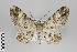  (Iridopsis litharia - ID 24229)  @15 [ ] Copyright (2013) Gunnar Brehm Institut fuer Spezielle Zoologie und Evolutionsbiologie, Friedrich-Schiller Universität Jena