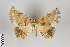  (Phyllodonta songaria - ID 41297)  @11 [ ] Copyright (2013) Gunnar Brehm Institut fuer Spezielle Zoologie und Evolutionsbiologie, Friedrich-Schiller Universität Jena