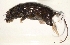  (Paramelomys intermedius - USNM591193)  @12 [ ] Copyright (2012) Kris Helgen National Museum of Natural History