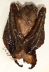  (Paranyctimene raptor - USNM591203)  @13 [ ] Copyright (2012) Kris Helgen National Museum of Natural History