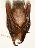  ( - USNM591236)  @14 [ ] Copyright (2012) Kris Helgen National Museum of Natural History