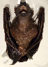  ( - USNM591245)  @12 [ ] Copyright (2012) Kris Helgen National Museum of Natural History