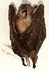  ( - USNM591258)  @12 [ ] Copyright (2012) Kris Helgen National Museum of Natural History