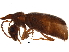  (Notoxus cavicornis - BIOUG10486-H08)  @15 [ ] CreativeCommons - Attribution (2014) CBG Photography Group Centre for Biodiversity Genomics