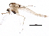  (Cladopelma sp. 1TE - BIOUG12372-G01)  @13 [ ] CreativeCommons - Attribution (2015) CBG Photography Group Centre for Biodiversity Genomics