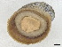  ( - CBG-A00294-G01)  @11 [ ] CreativeCommons - Attribution (2023) CBG Photography Group Centre for Biodiversity Genomics